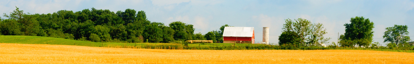 A rural Indiana farm scene with a golden field in the foreground and woodlands and an old red barn behind