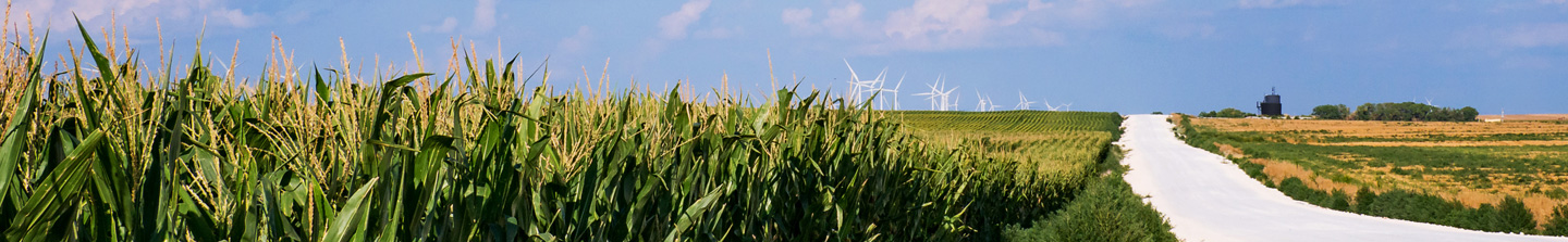 A Kansas corn field and dirt road stretching far into the distance to a wind farm on the horizon