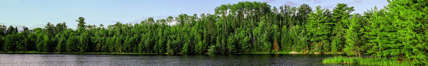 The wooded shoreline of a large lake in Minnesota