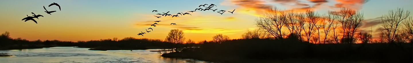 A flock of geese flying across a lake and above the trees silhouetted in the last light of sunset