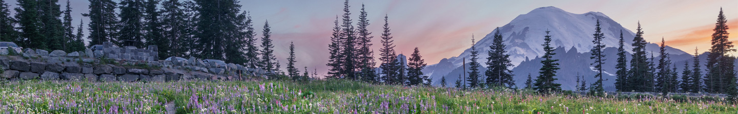 A pretty, high-elevation meadow in Washington State with wild flowers, tall pines and a snow-capped mountain in the background